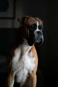 Kiza