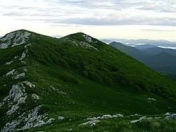 Bjelolasica