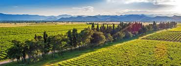 Vinarija Ćemovsko Polje Plantaže 13.jul