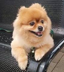 Pomeranac