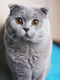 Škotska fold mačka