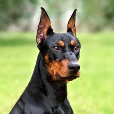 Doberman